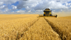 «СовЭкон» незначительно увеличил прогноз по урожаю-2023 пшеницы в России